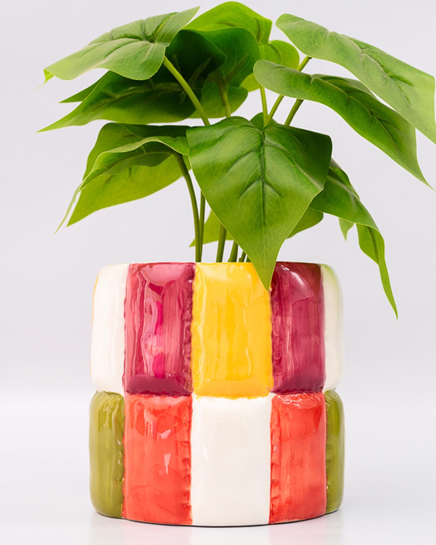 Colorful checkered planter with a green plant on a white background