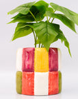 Colorful checkered planter with a green plant on a white background