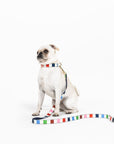 Small Dog Collar, Adventure Stripe