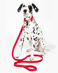 Large Dog Leash, Red and Pink