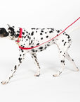Large Dog Leash, Red and Pink