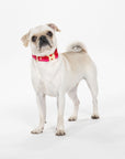 Small Dog Collar, Red and Pink