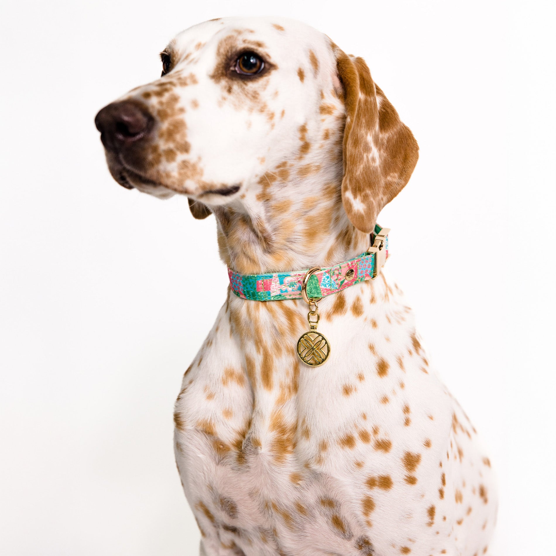 Dog wearing a colorful collar with a white background