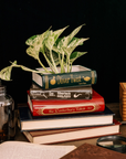 Stacked Book Planter, Literary Classics