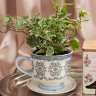Decorative teacup with a plant inside on a table