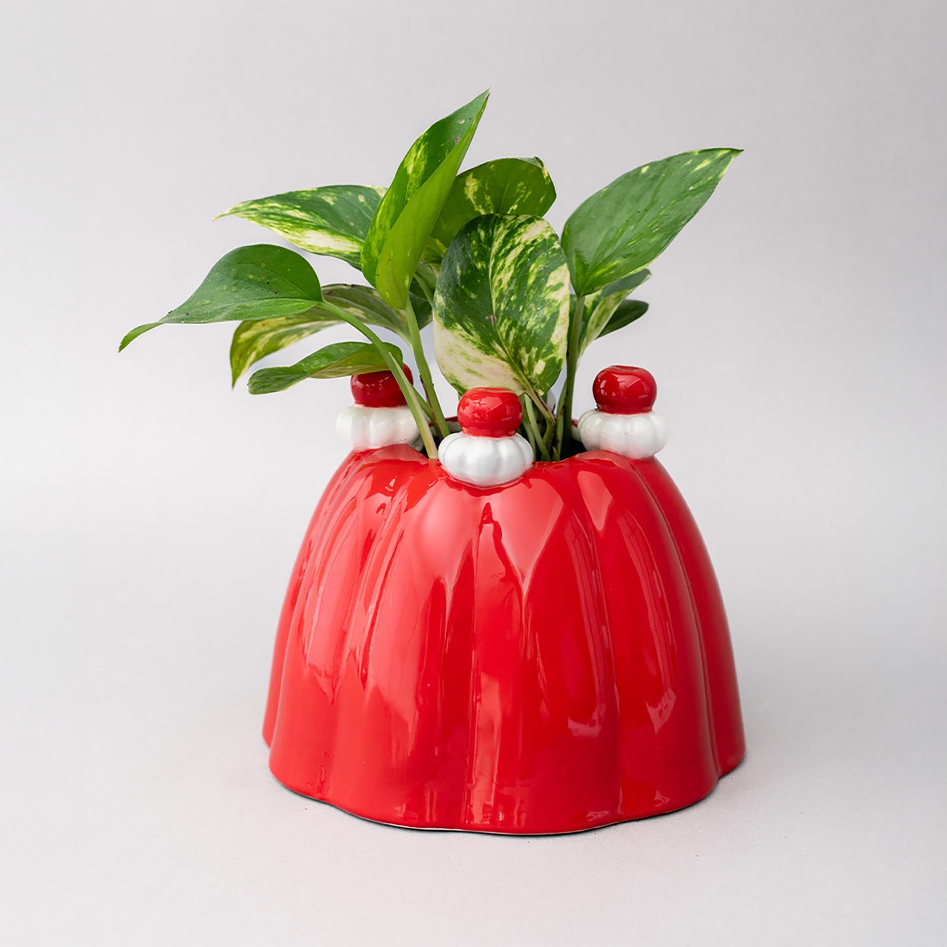 Red jelly-like planter with green plant on a light gray background