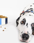 Small Pet Bowl, Adventure Stripe