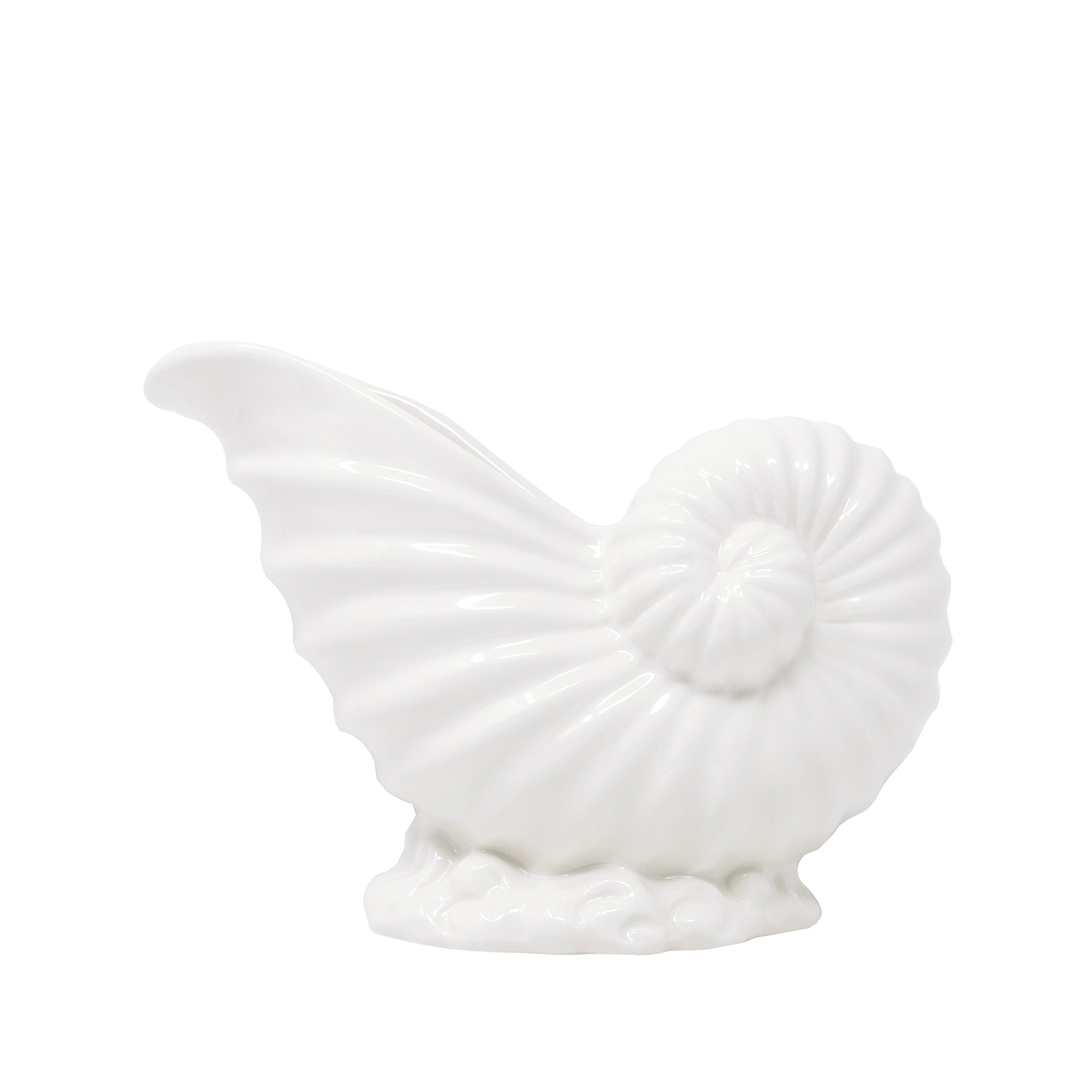 White ceramic shell on a white background