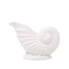 White ceramic shell on a white background