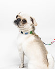Small Dog Leash, Adventure Stripe