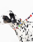 Large Dog Leash, Adventure Stripe
