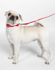 Small Dog Leash, Red and Pink