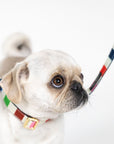 Small Dog Leash, Adventure Stripe