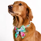 Dog wearing a colorful bow tie and collar on a white background