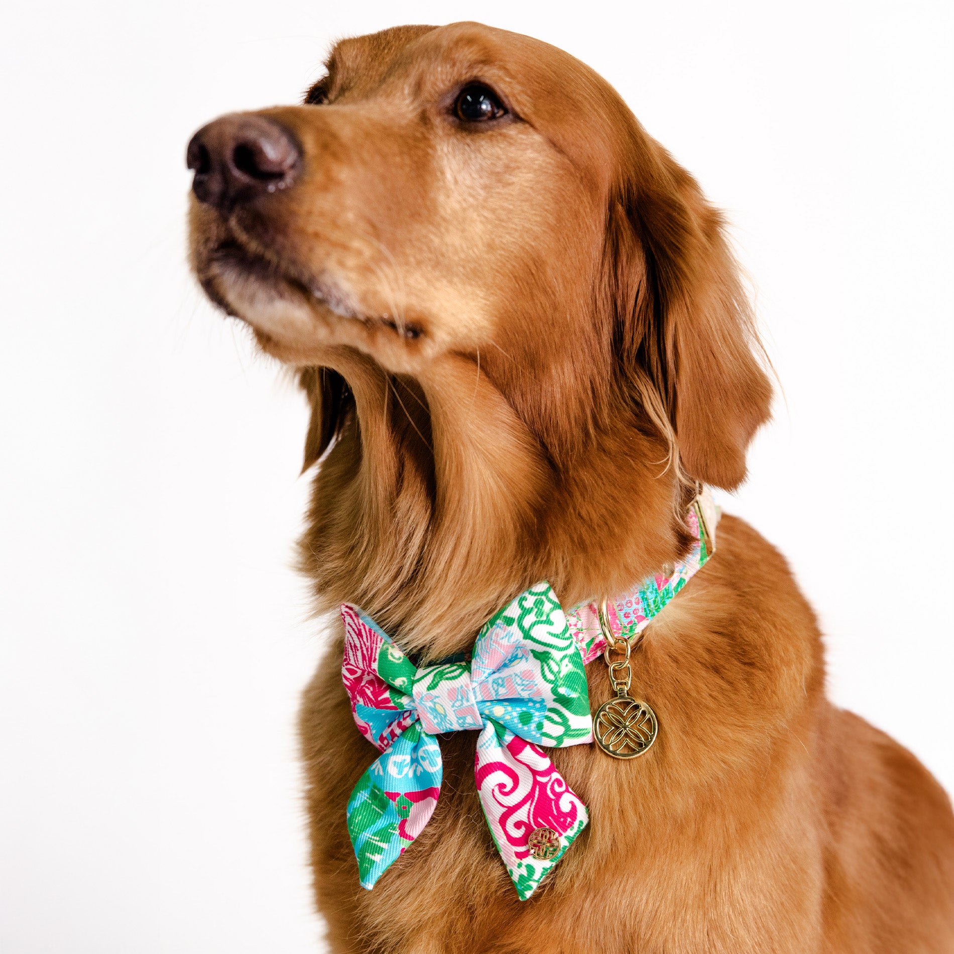 Dog wearing a colorful bow tie and collar on a white background