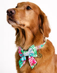 Dog wearing a colorful bow tie and collar on a white background