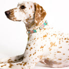 Dog with a colorful collar on a white background
