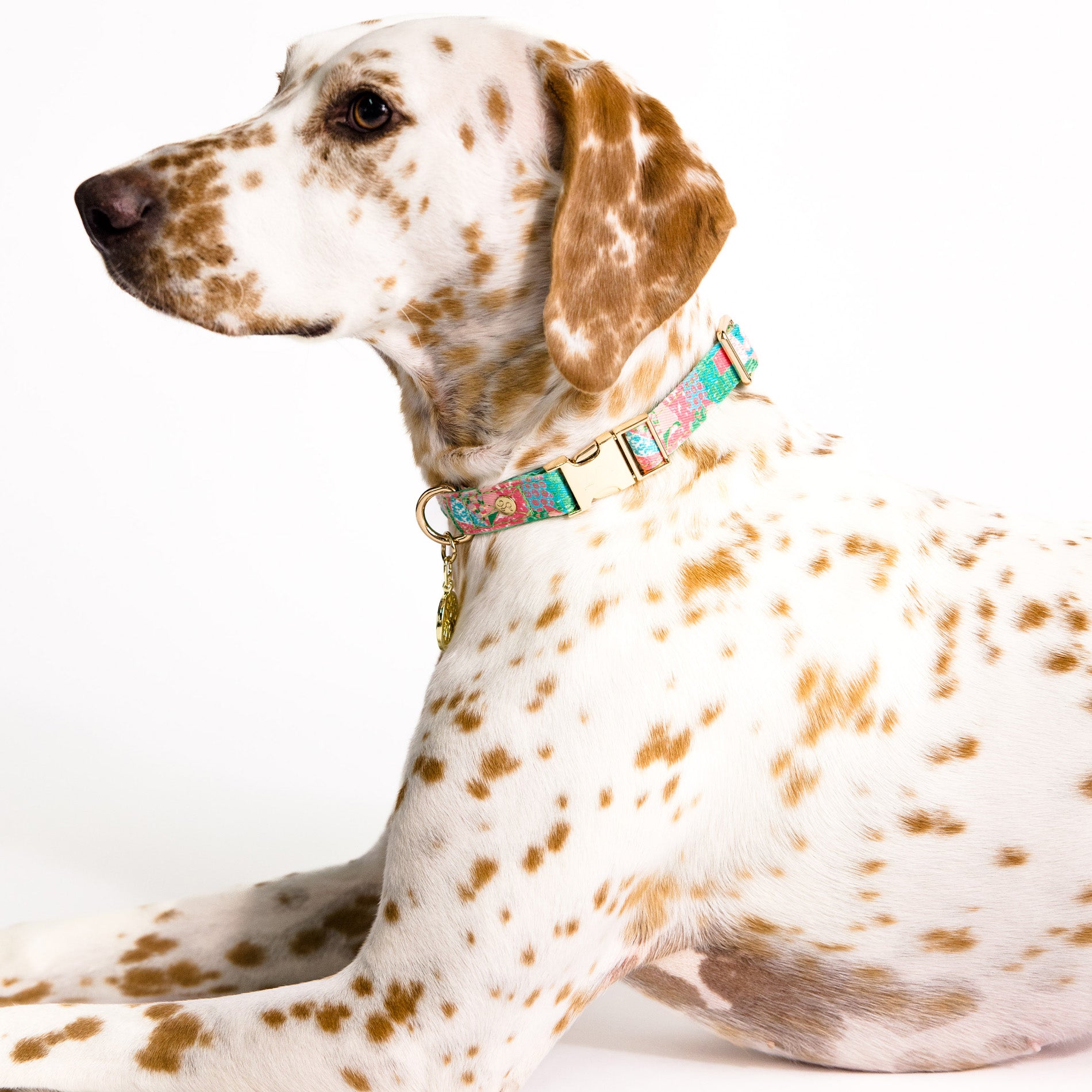 Dog with a colorful collar on a white background