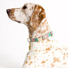Dog wearing a colorful collar with a white background