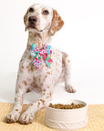 Dog wearing a colorful bow tie sitting next to a bowl of kibble on a white background