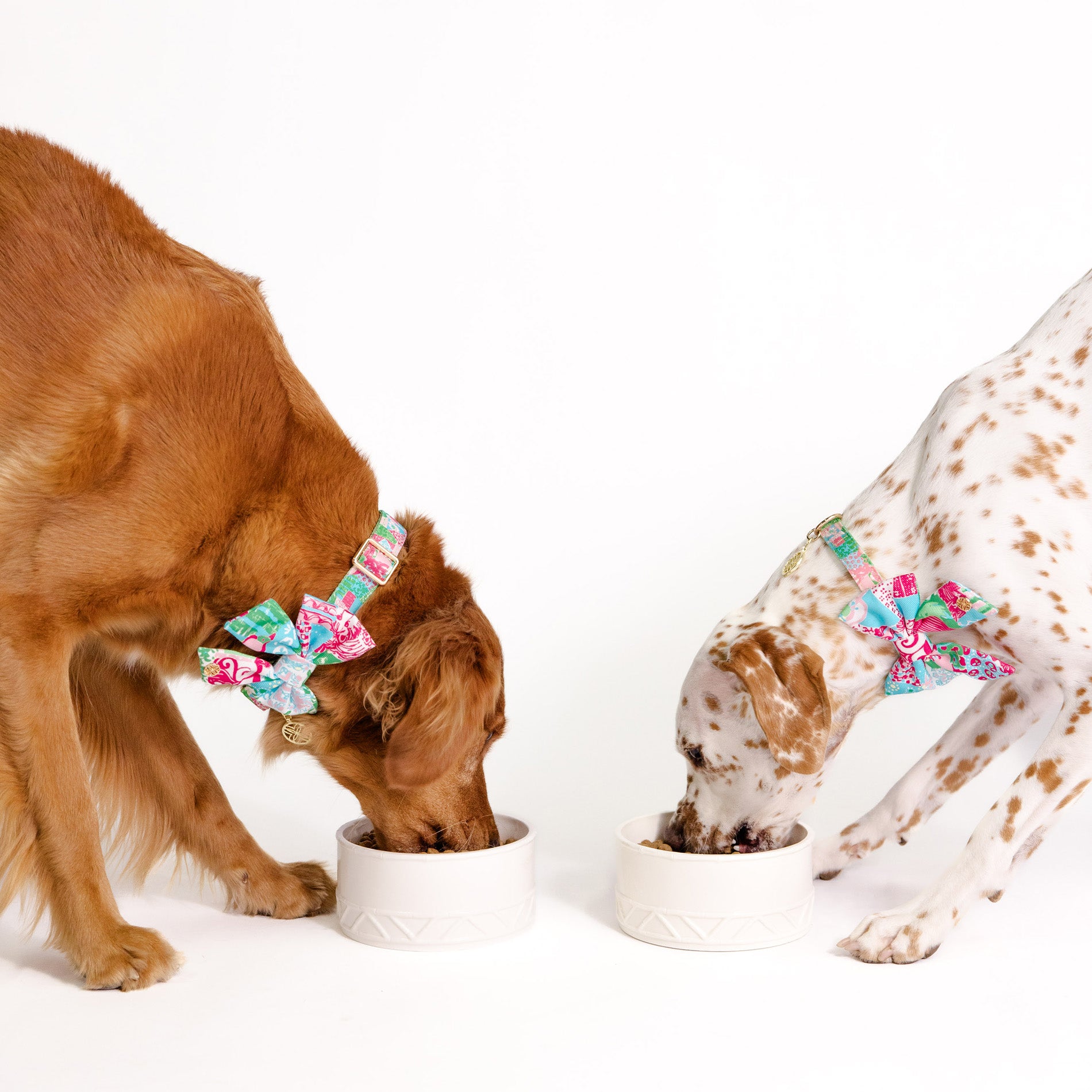 Two dogs eating from bowls with floral collars on a white background