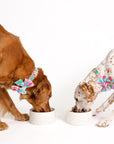 Two dogs eating from bowls with floral collars on a white background