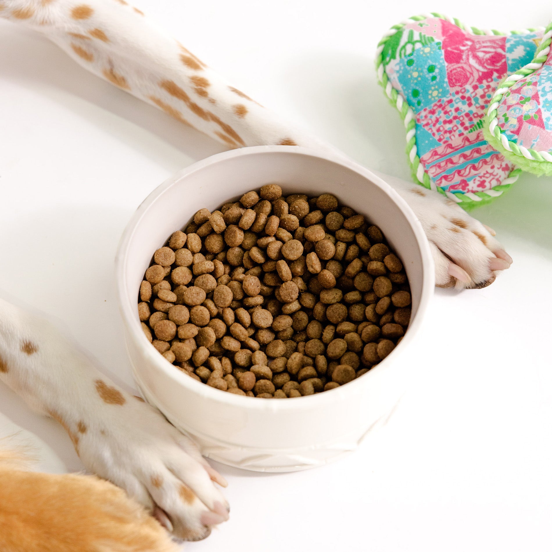 White bowl filled with dog food next to a dog's paw on a white background