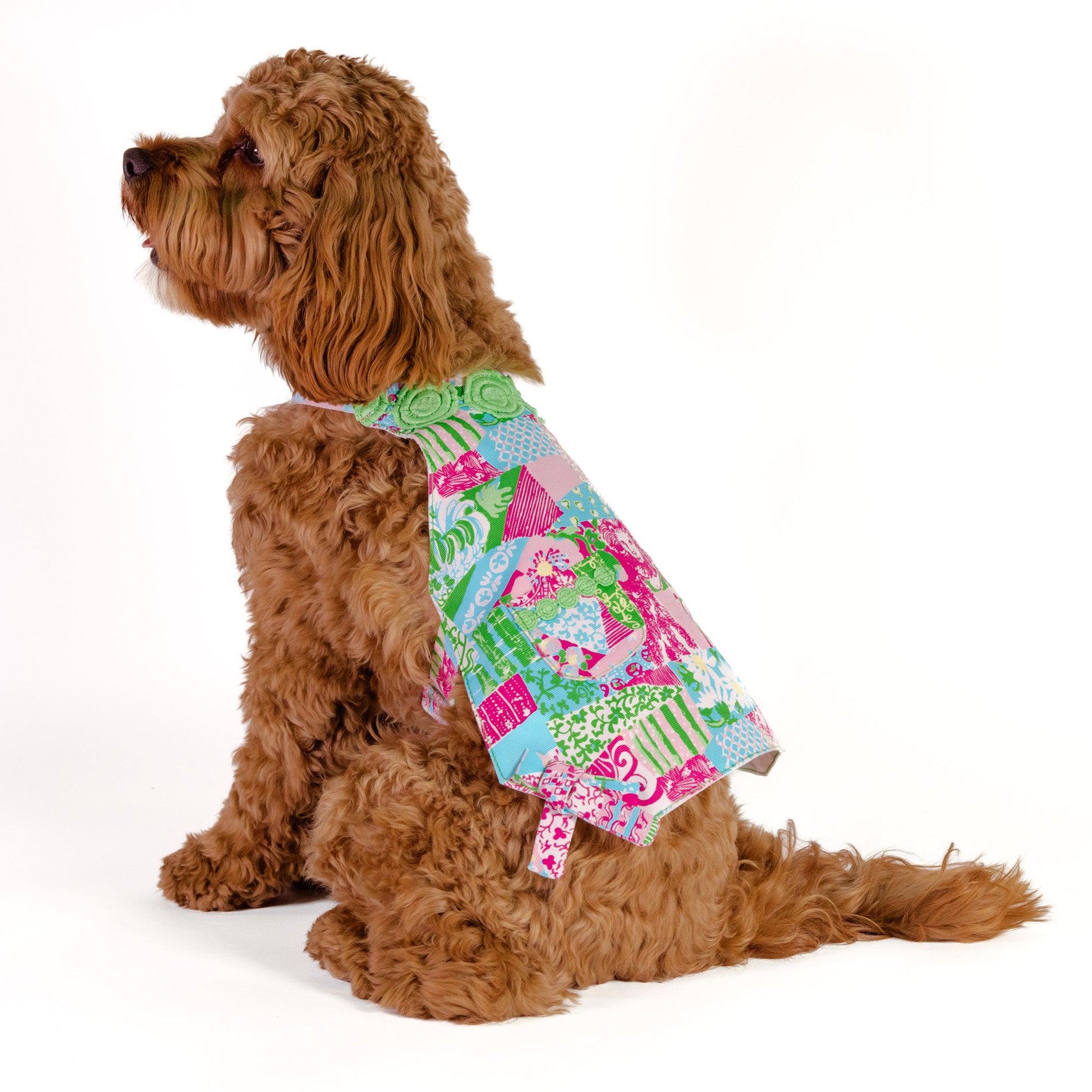 Brown dog wearing a colorful patterned dress on a white background