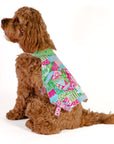 Brown dog wearing a colorful patterned dress on a white background
