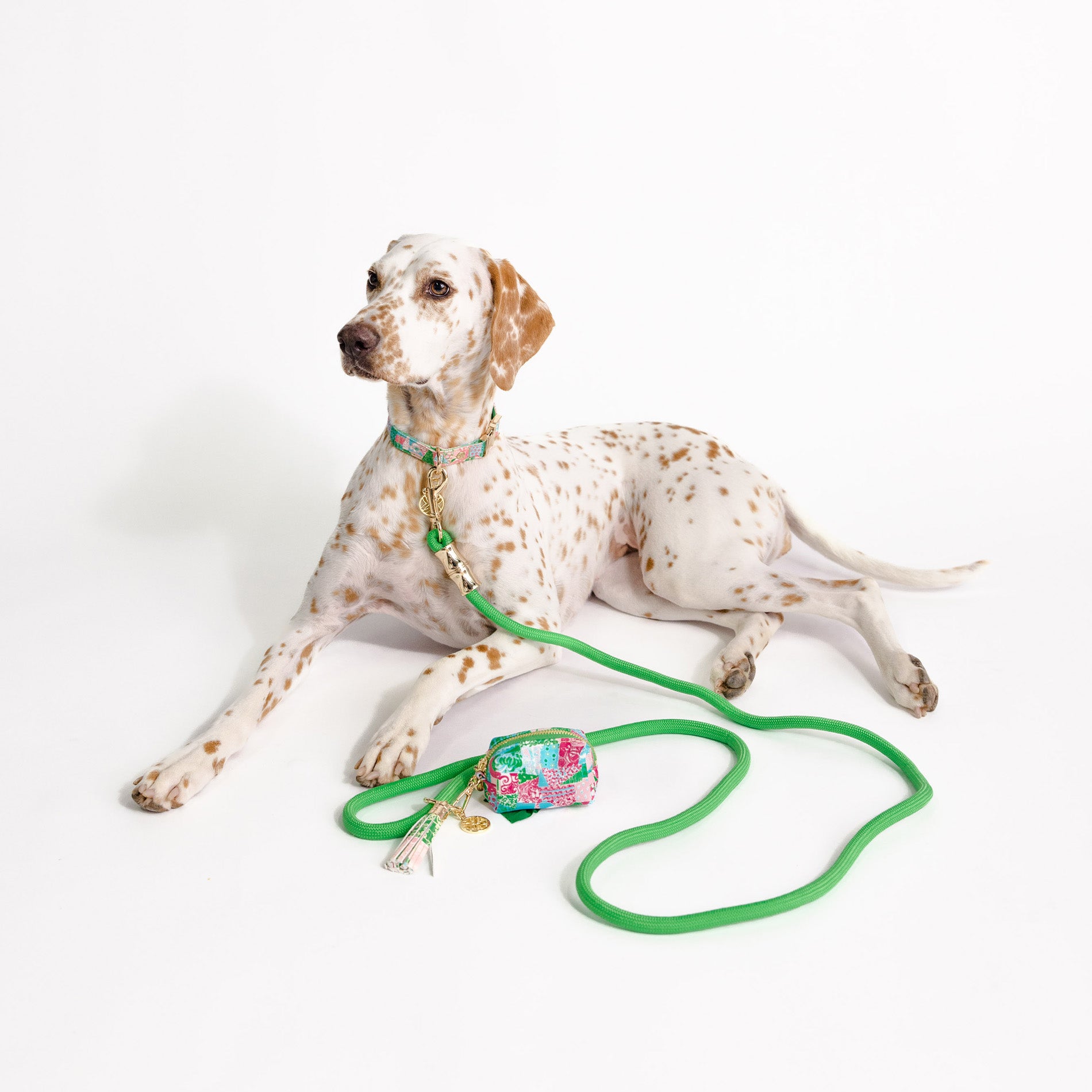 Dog with a floral leash holder on a white background