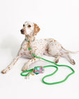 Dog with a floral leash holder on a white background
