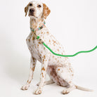 Dog with a green leash on a white background