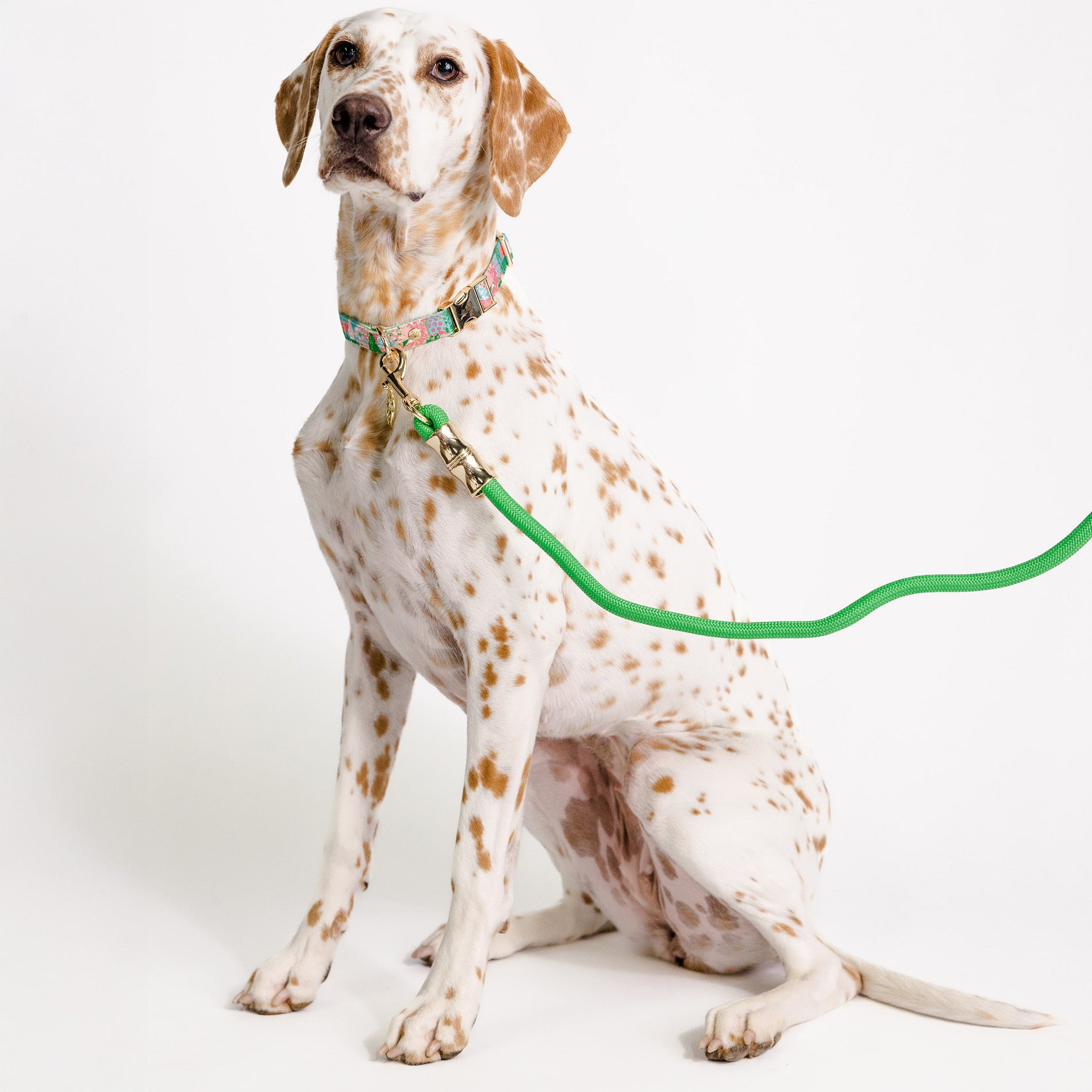 Dog with a green leash on a white background