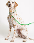 Dog with a green leash on a white background