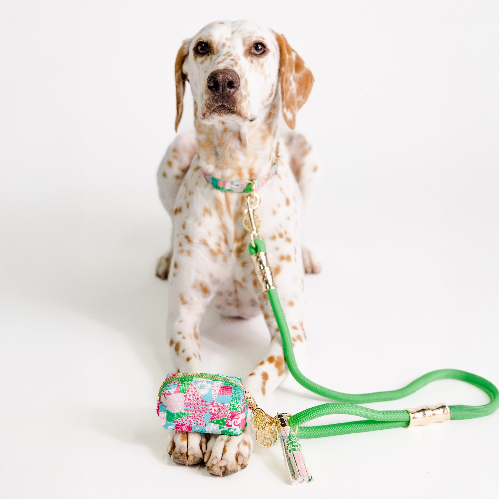 Dog with a floral leash and collar on a white background