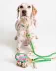Dog with a floral leash and collar on a white background