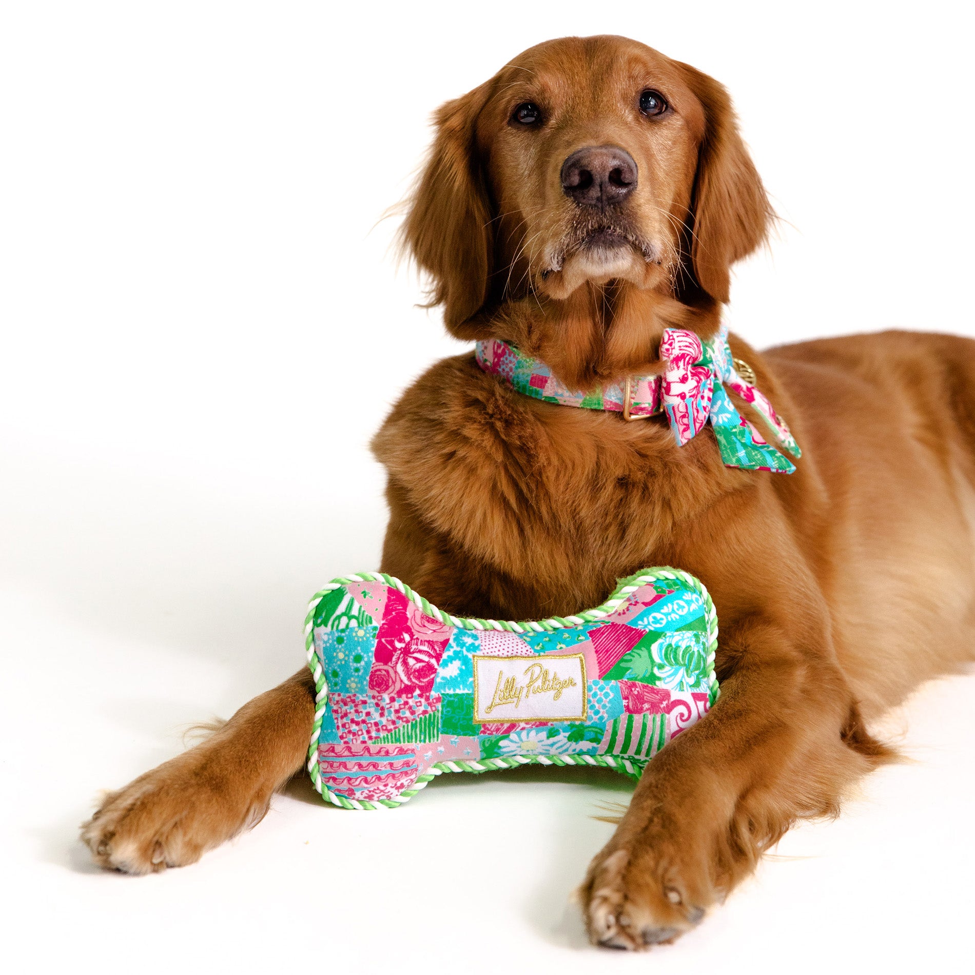 Dog wearing a colorful collar with a matching bone-shaped toy on a white background
